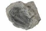 Upper Cambrain Trilobite (Elvinia) - British Columbia #212708-1